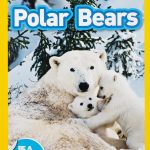 Polar Bears book cover